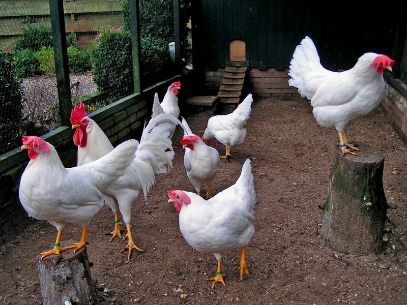 Raising Chickens: A Simple and Effective Business