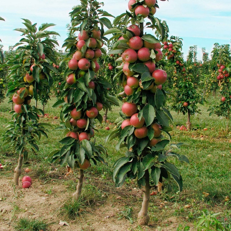 Columnar Trees: A Fantastic Way for Small-Scale Gardeners to Earn Income