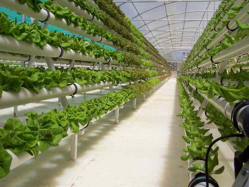 Thriving Farming: Hydroponics