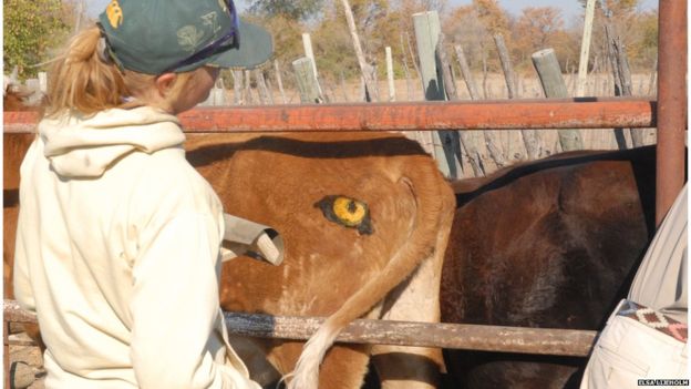 Cow camouflage: blending in for survival
