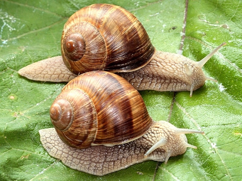 Successful Farming: Snail Breeding Business